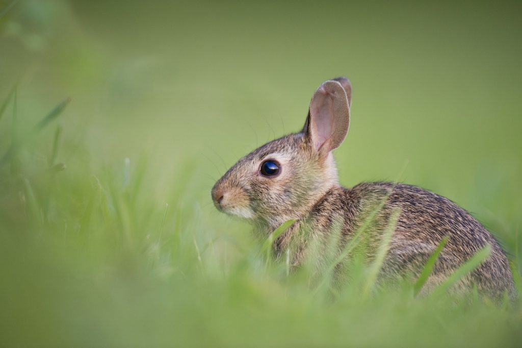 animal, rabbit, mammal-1850192.jpg