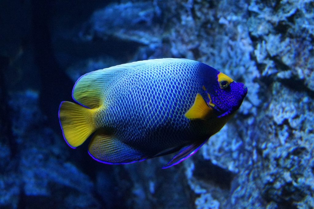 blue, yellow, fish-5059268.jpg