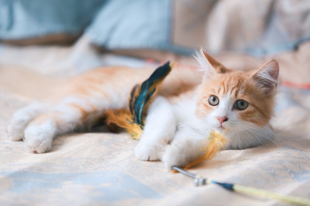 cat, kitten, orange cat-5830643.jpg