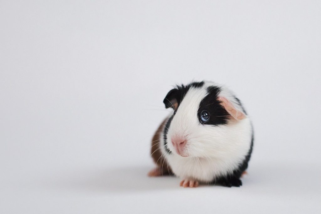 cavia, caviidae, guinea pig-7318119.jpg
