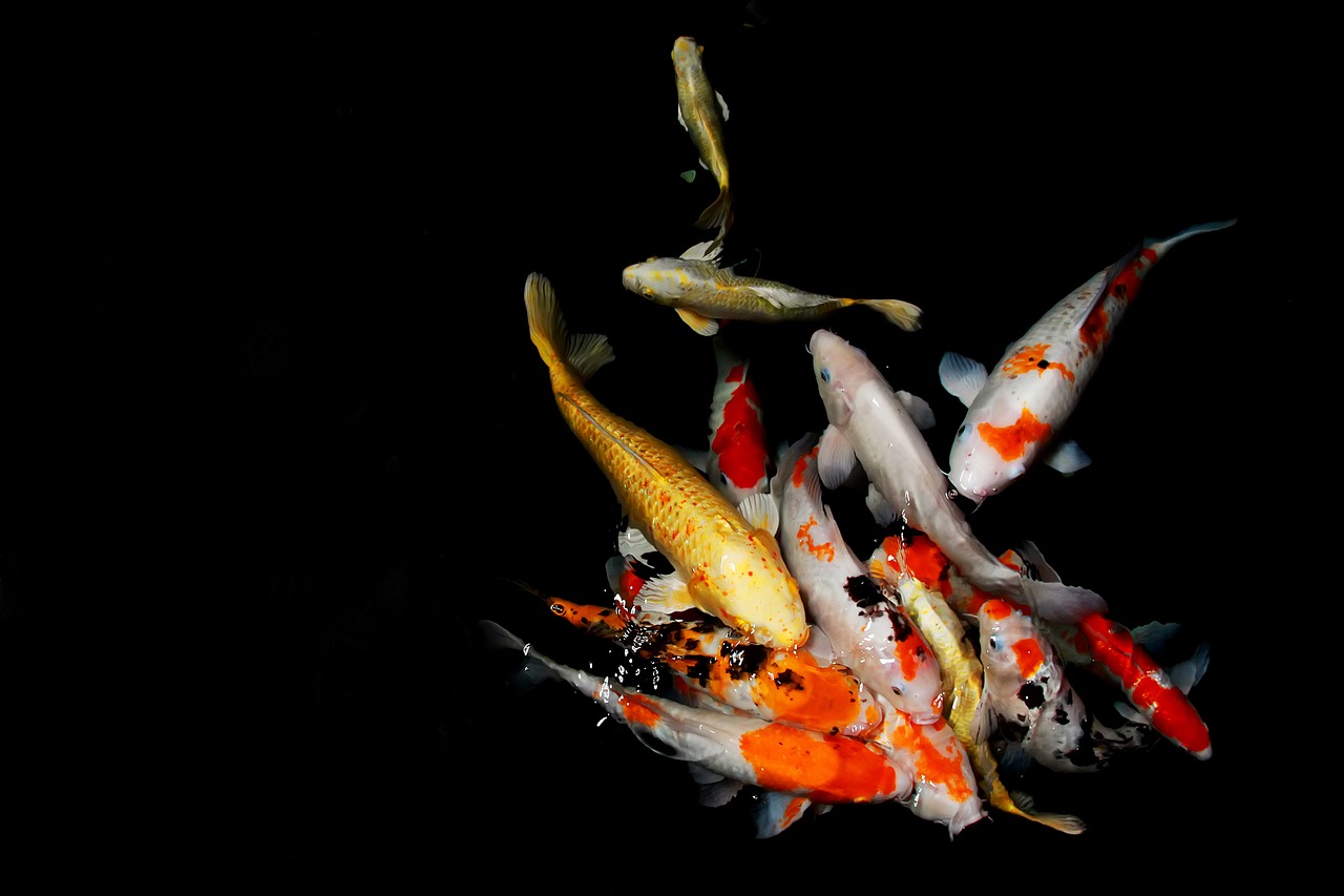 japan, nature, fish-4521847.jpg
