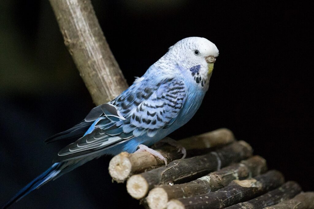 bird, parakeet, budgie, domestic animal, nature, ornamental bird