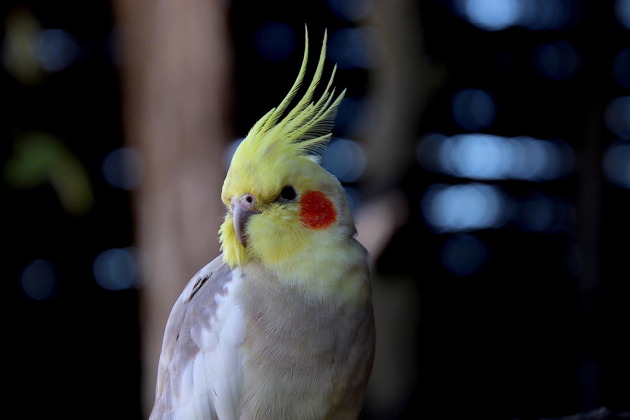budgie, cockatiel, bird, cage, aviary, zoo, nature, avian, animal