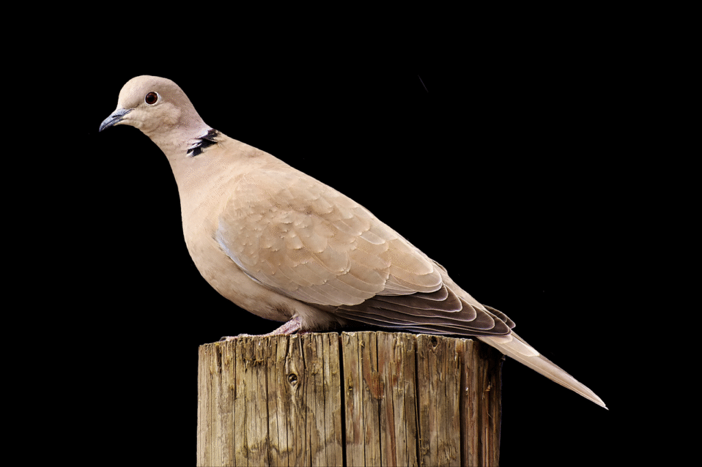 turkey pigeon, bird, plumage, dove, nature, animal, wildlife, feathers, flugtier, garden, dove, dove, dove, dove, dove