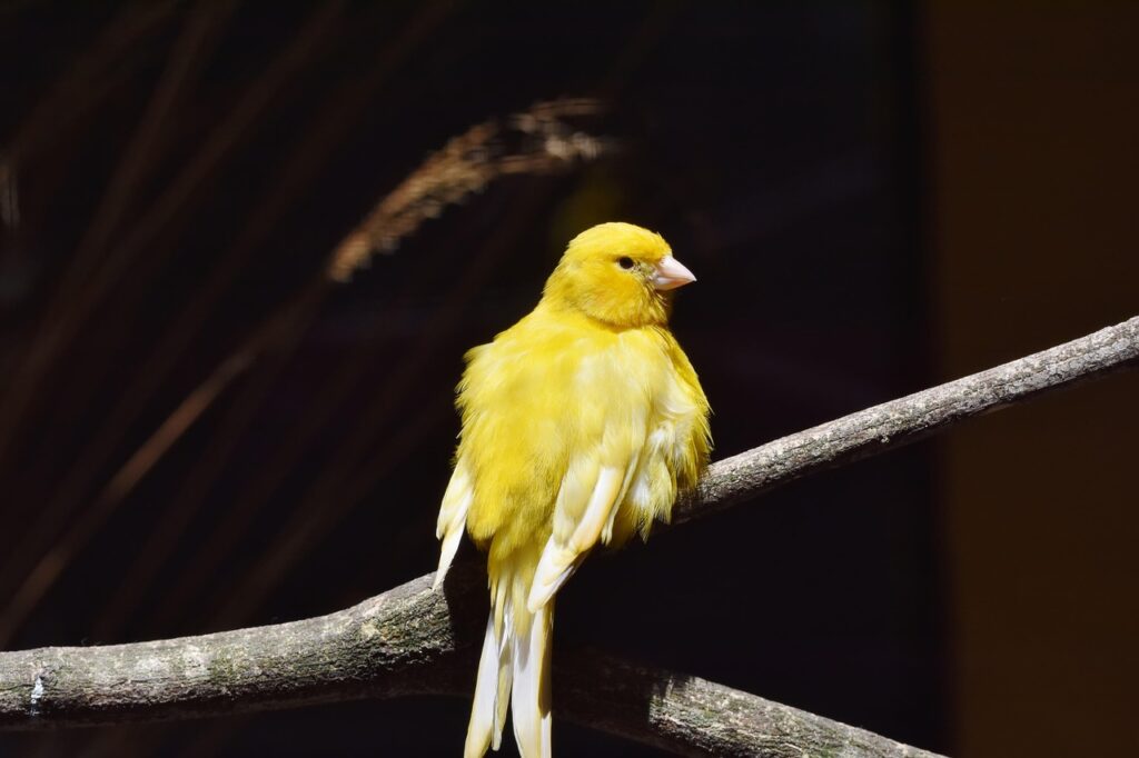 canary, songbird, bird, beak, animal, plumage, feathers, nature, wildlife