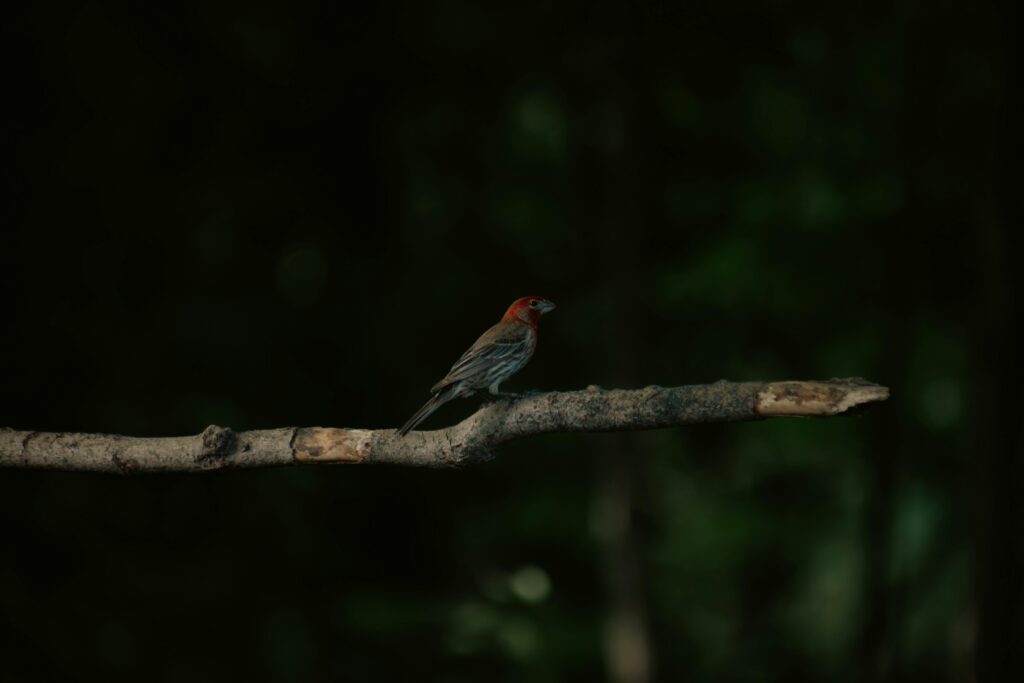 A vibrant bird perched quietly on a branch in a lush, dark forest, showcasing the beauty of nature.